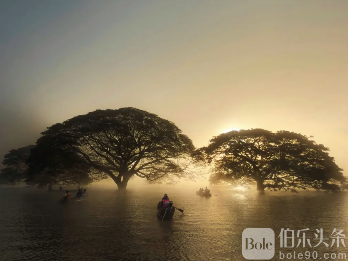 百年水中雨树